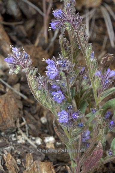 phacelia quickii 4 graphic